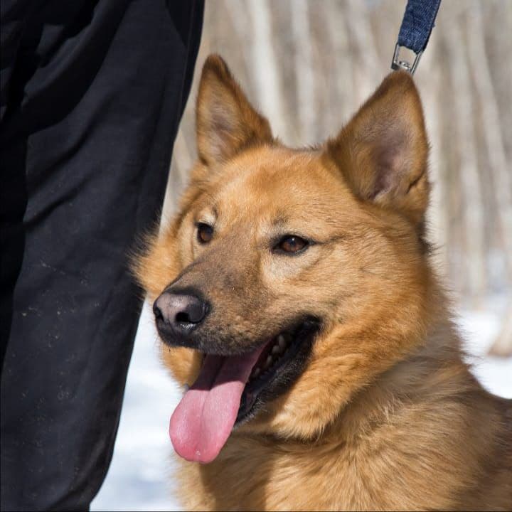 Лило