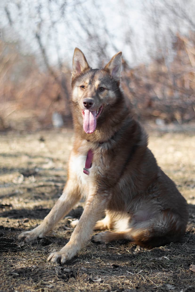 Эклер