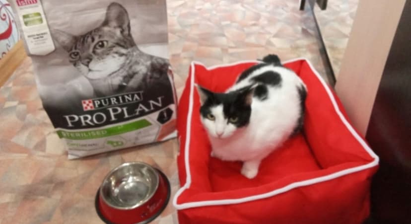 Счастливая история