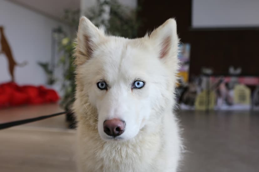 Луна