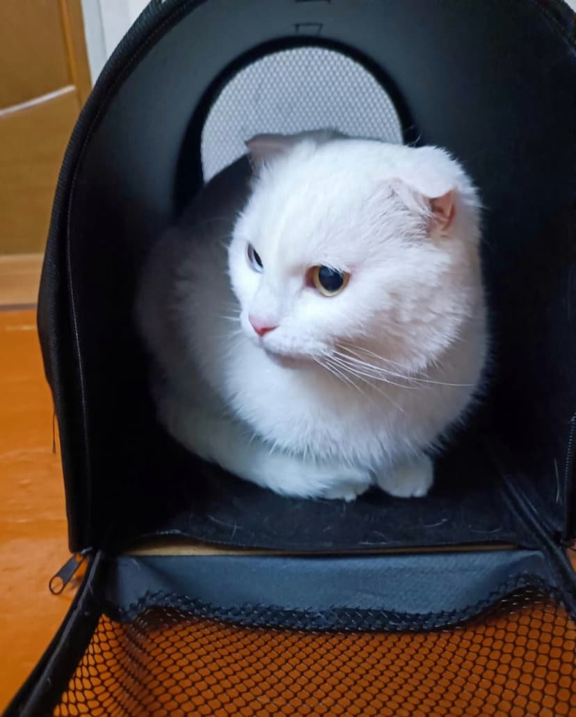Разноглазка