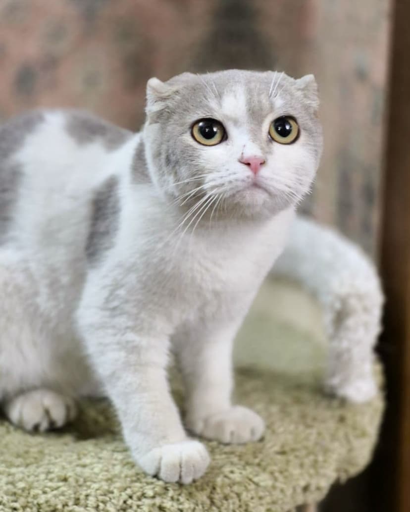 Поночка