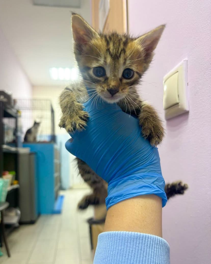 Котята ищут дом