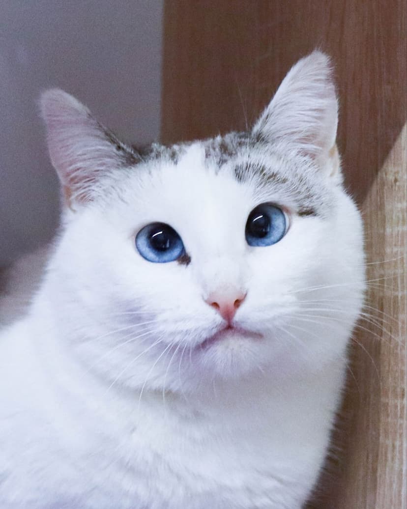 Шанель