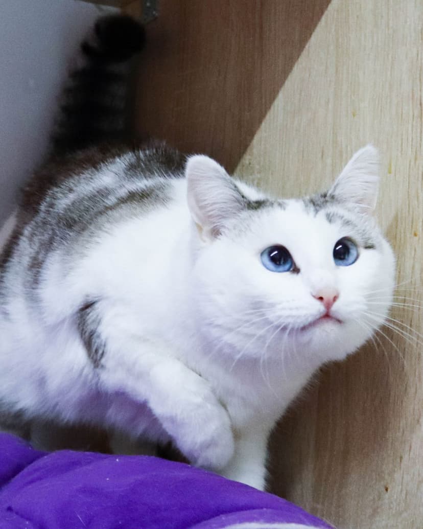 Шанель