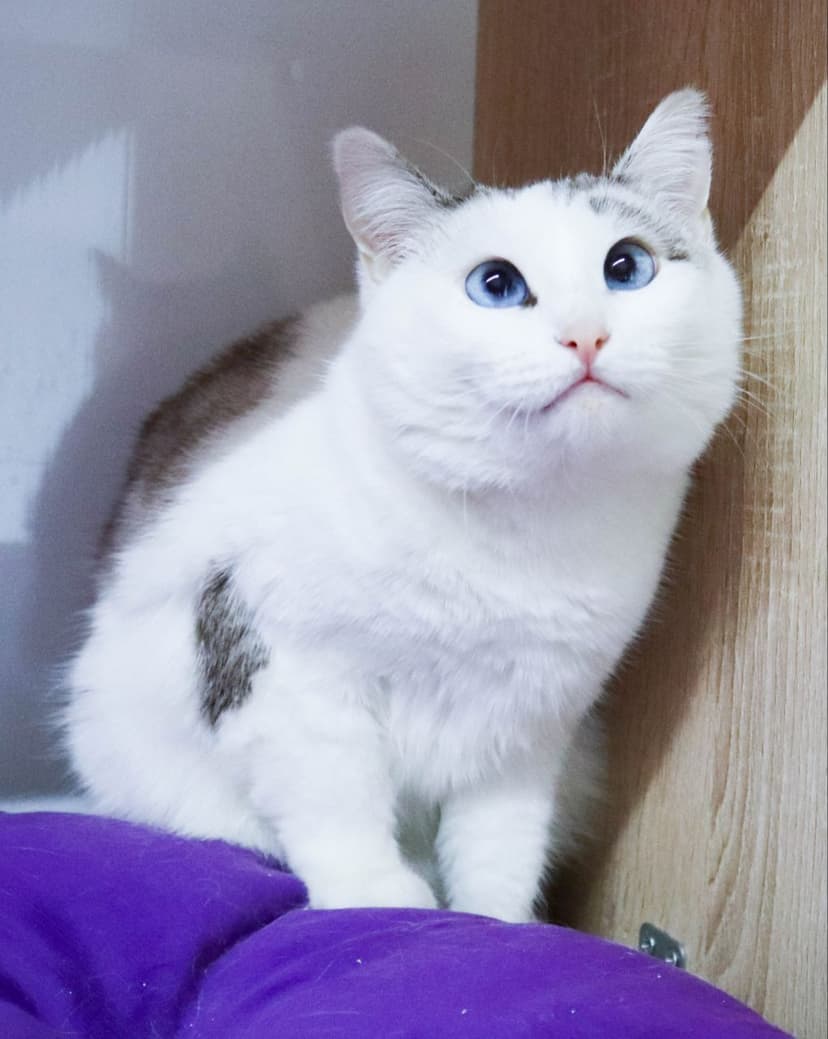 Шанель
