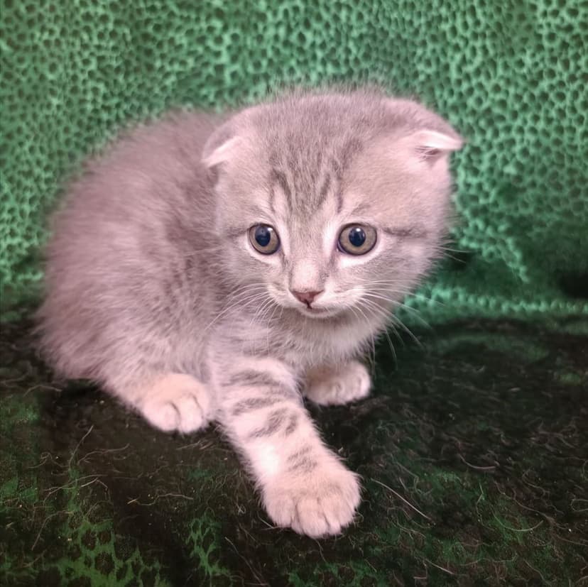 Вислоухие котята