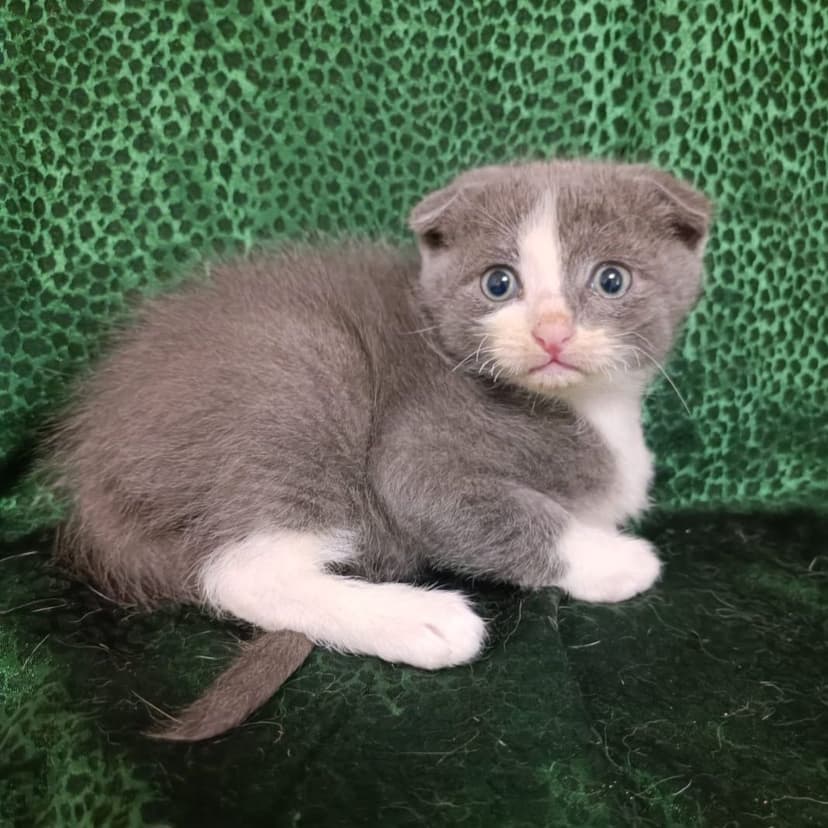 Вислоухие котята