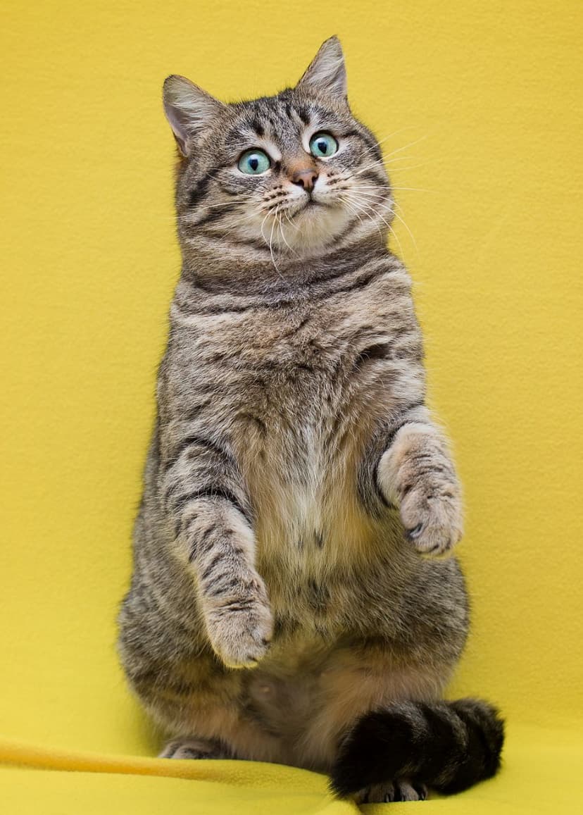 Моана