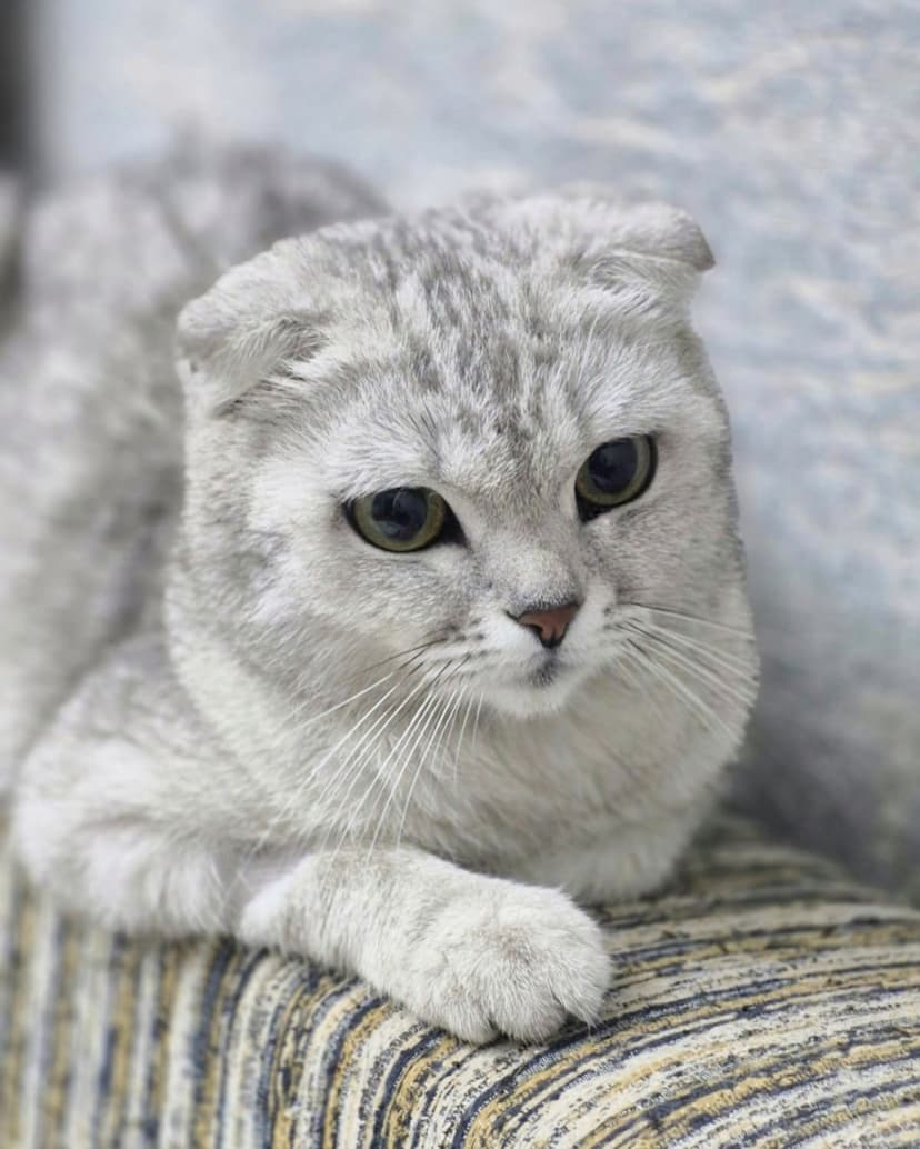 Алиска