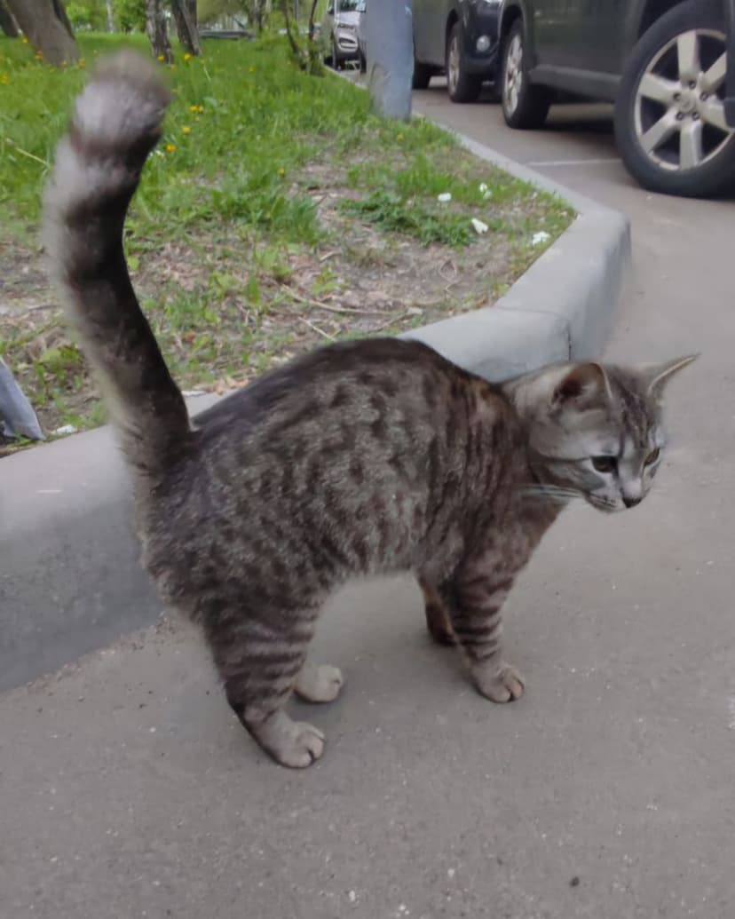 Кошечку выкинули