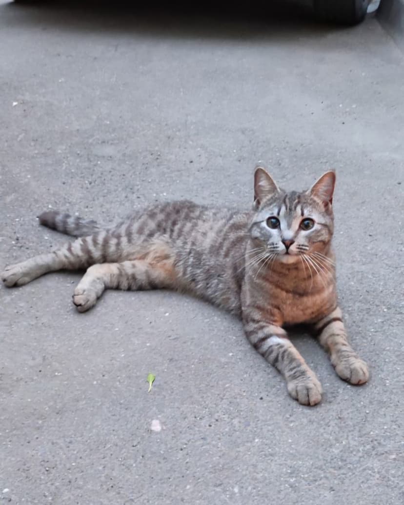 Кошечку выкинули