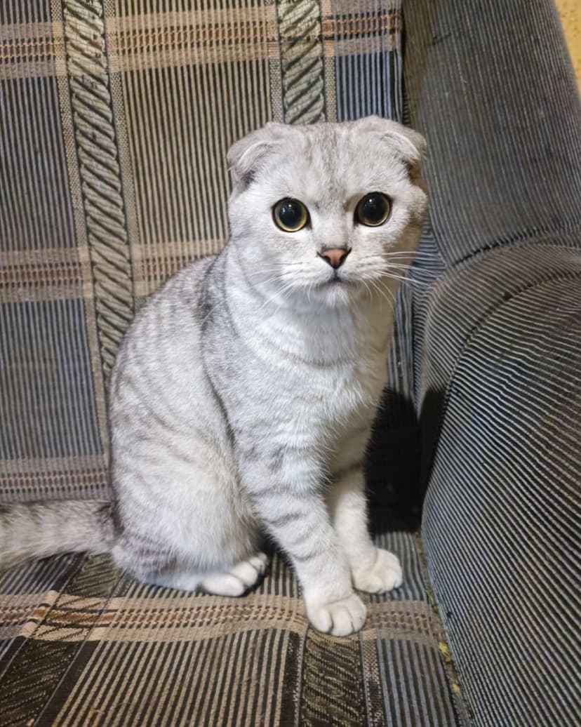 Принц
