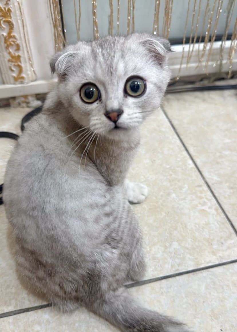 Принц