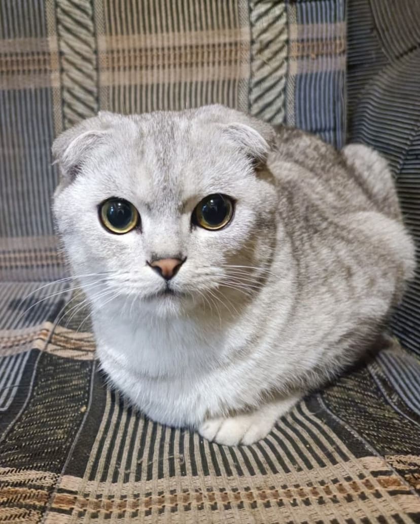 Принц