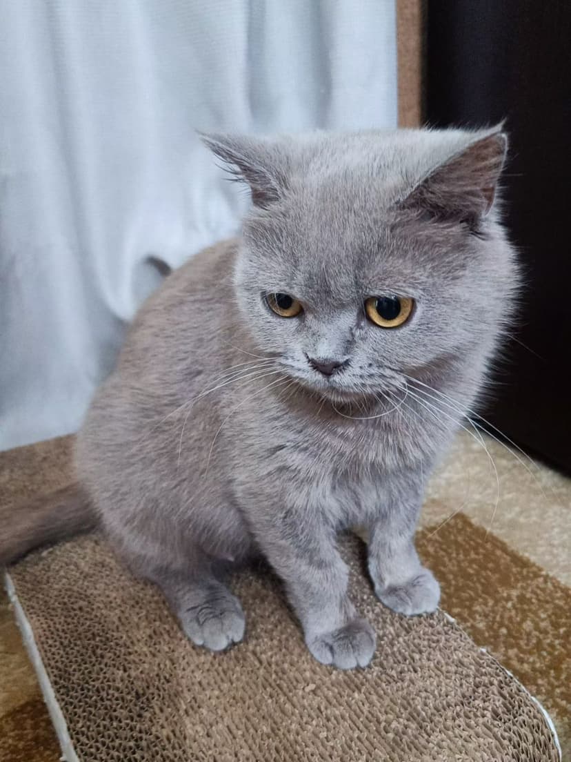 Эмилия