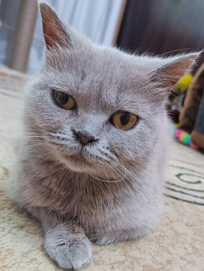 Эмилия