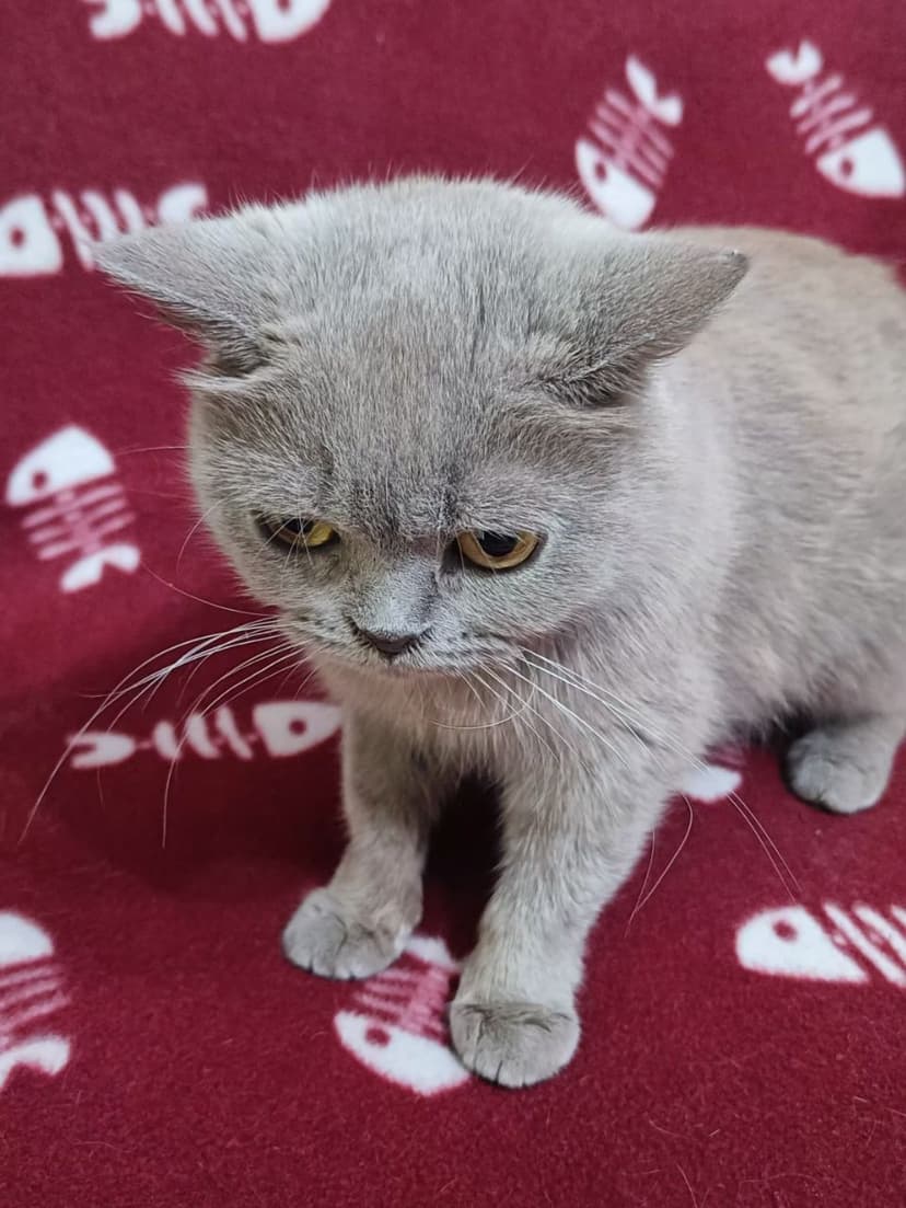 Эмилия