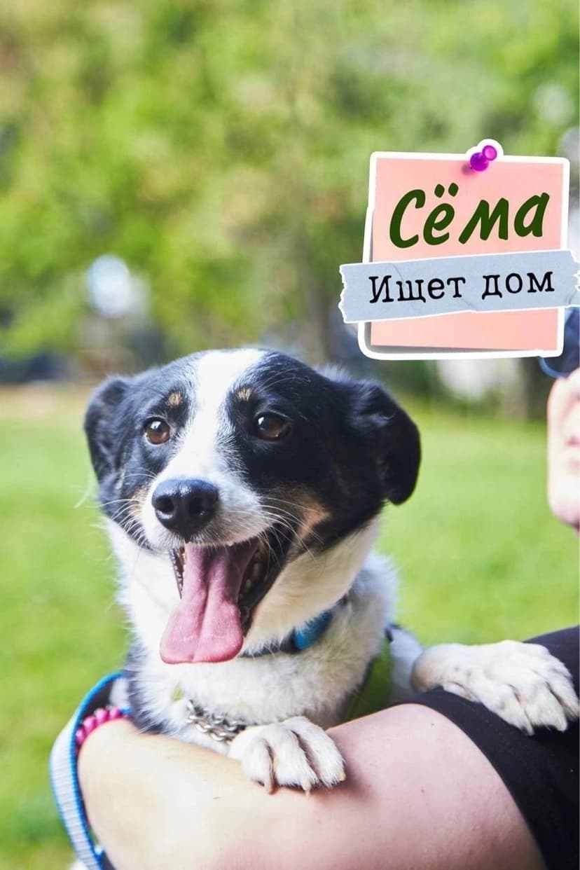 Сема