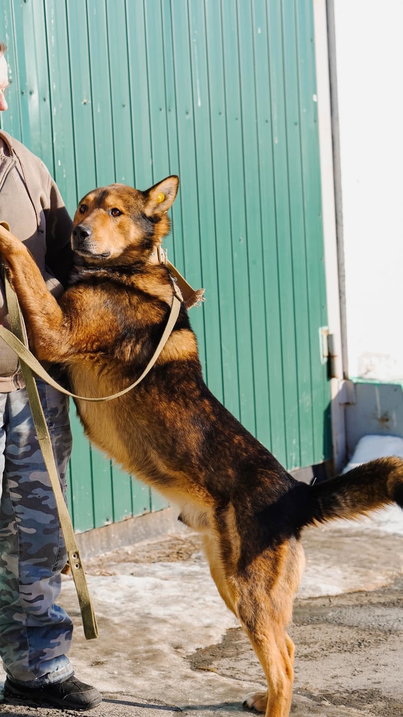 Алтай