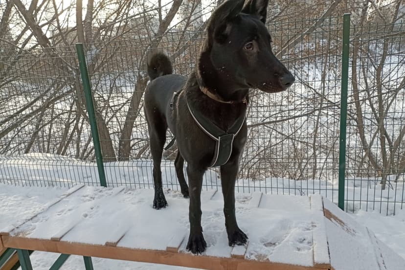 Маслина