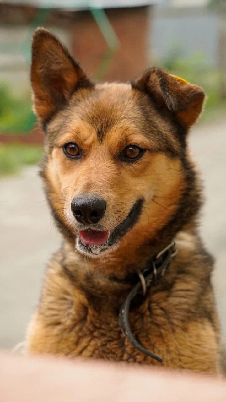 Молли