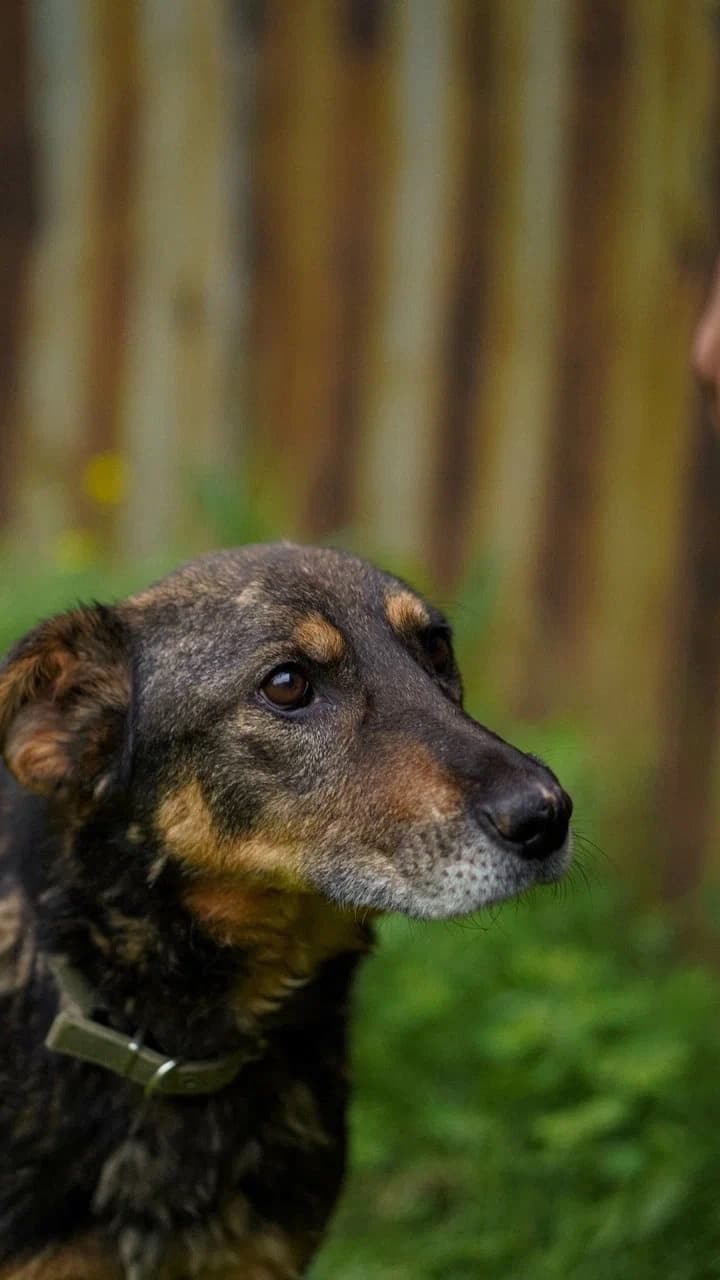 Мара