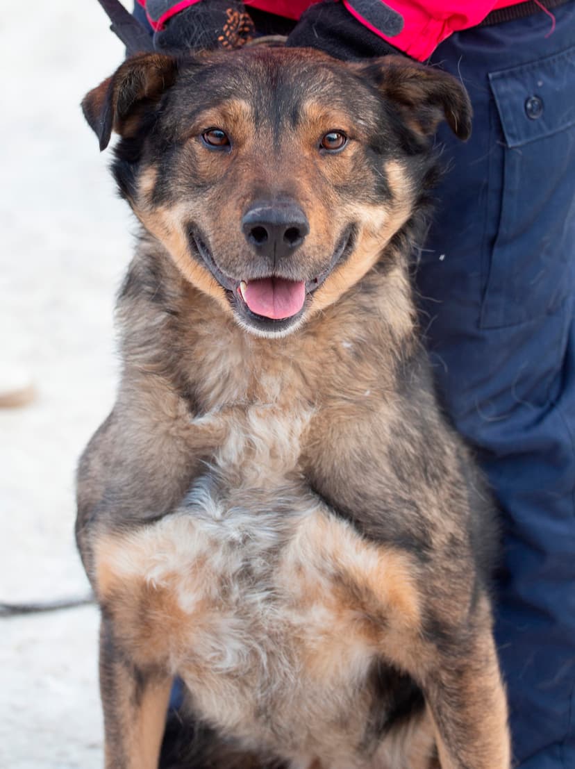 Жулик