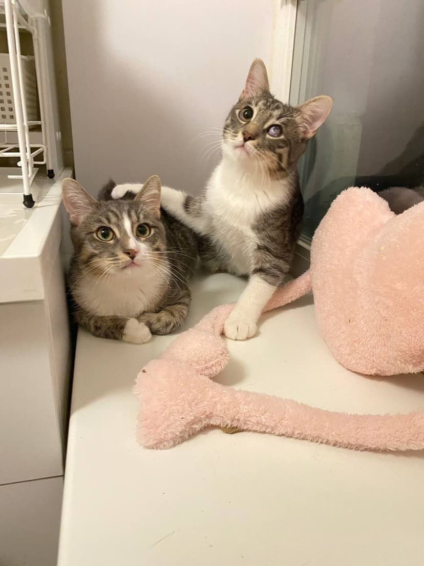 Котя и Масик