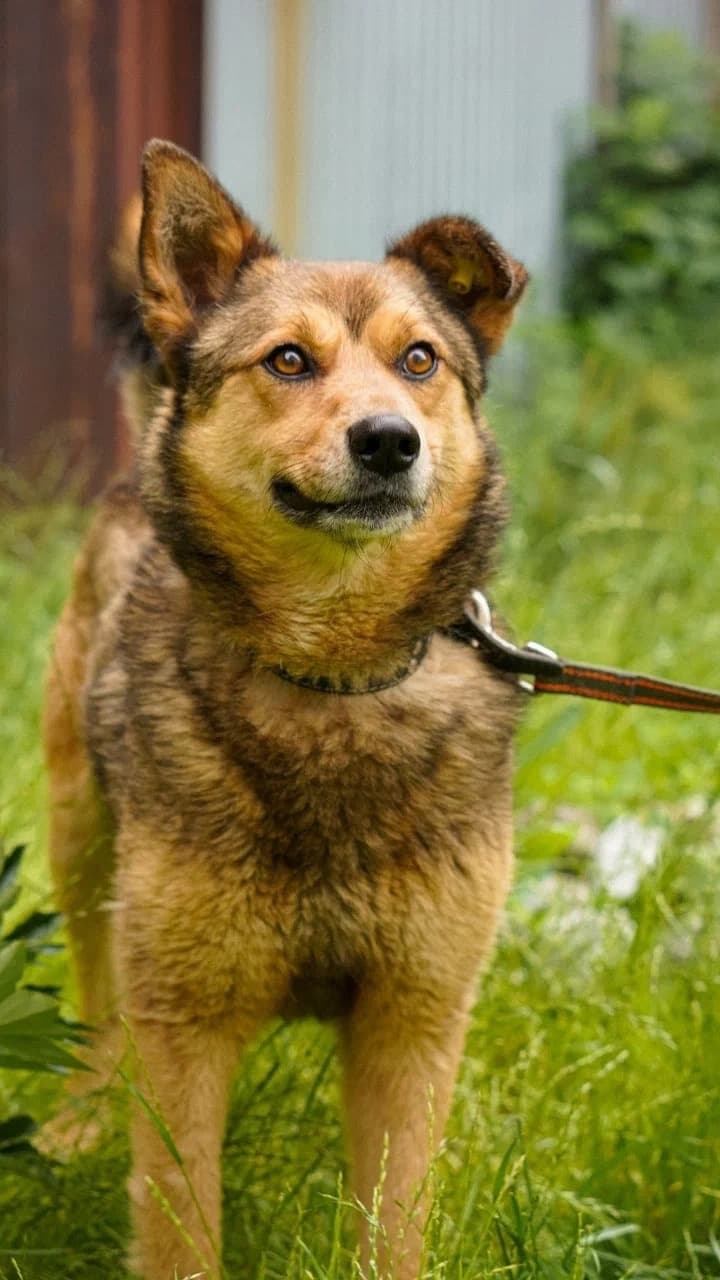 Молли