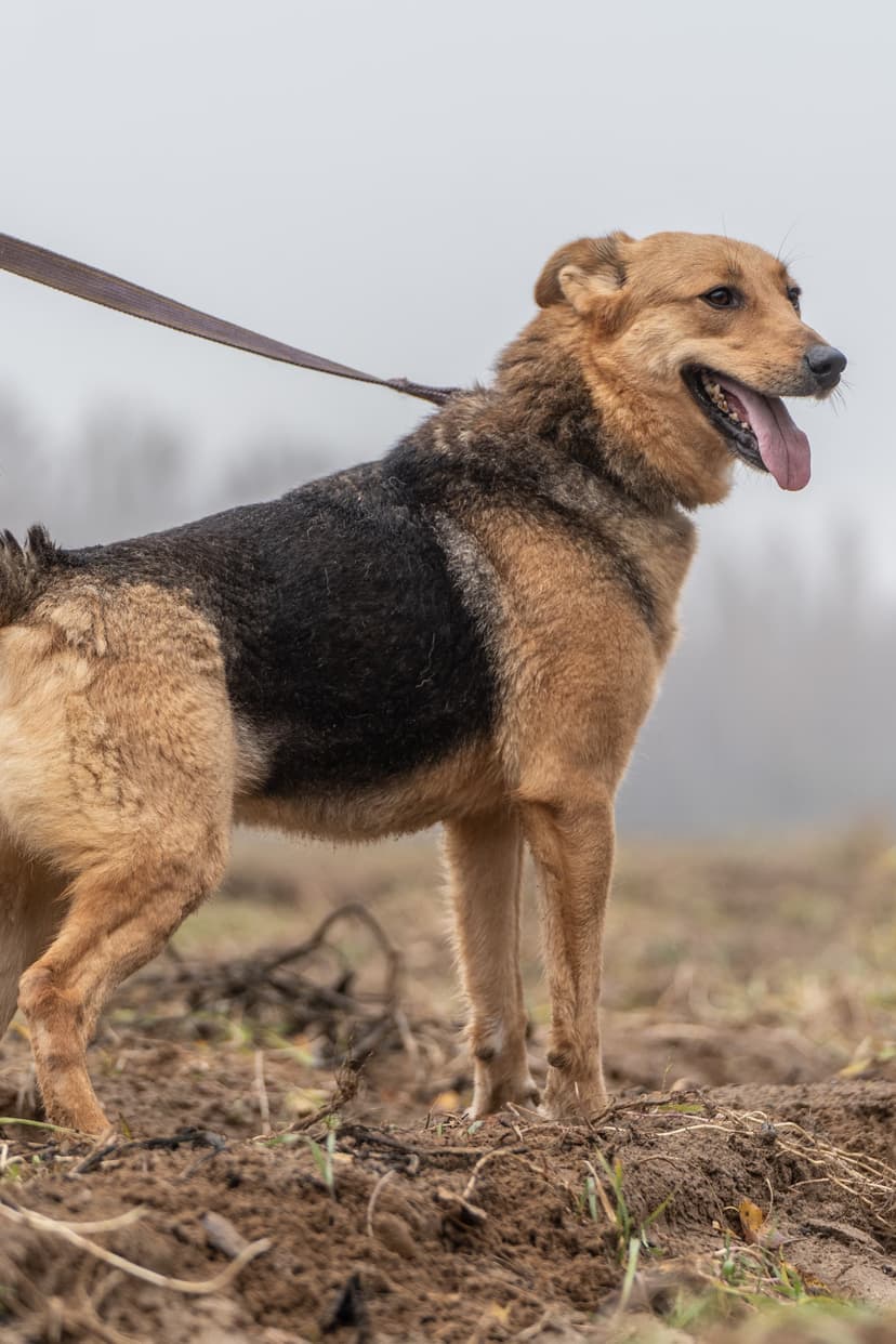 Лана