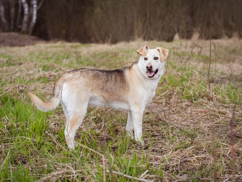 Лана
