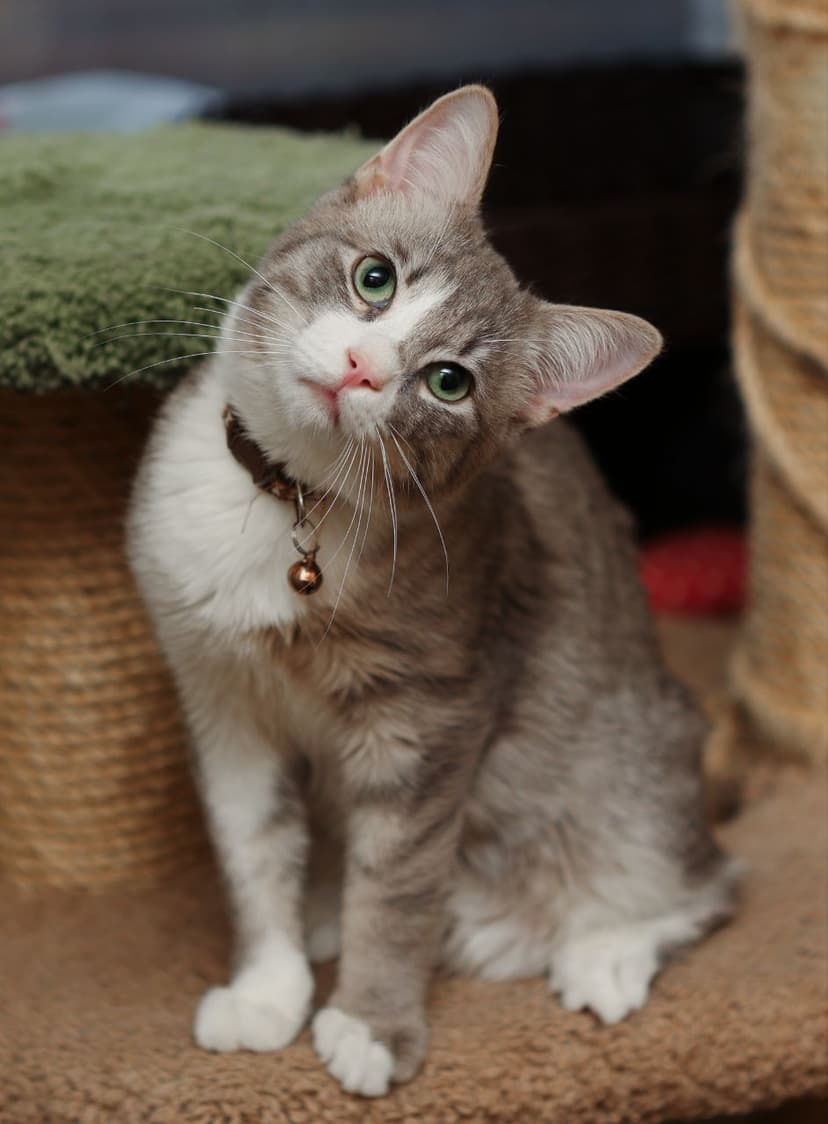 Никос