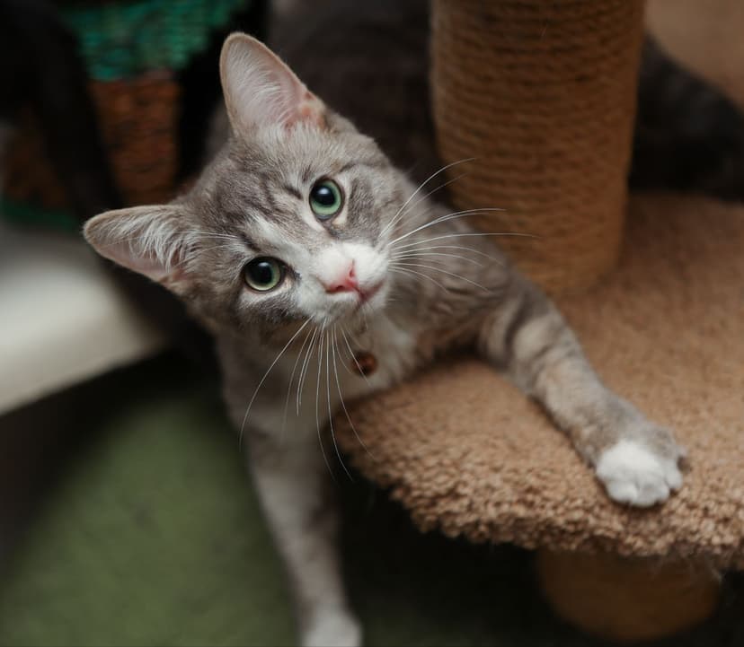 Никос