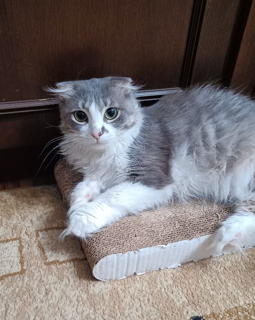 Конопулька