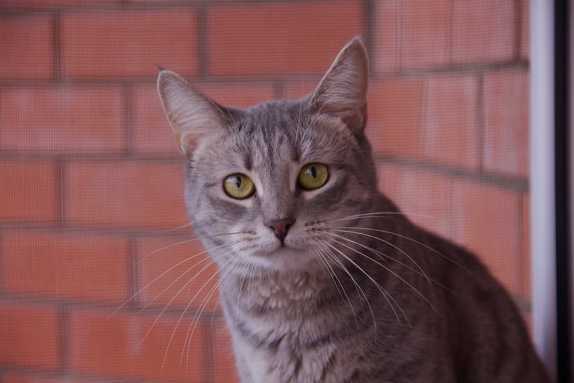 Тина