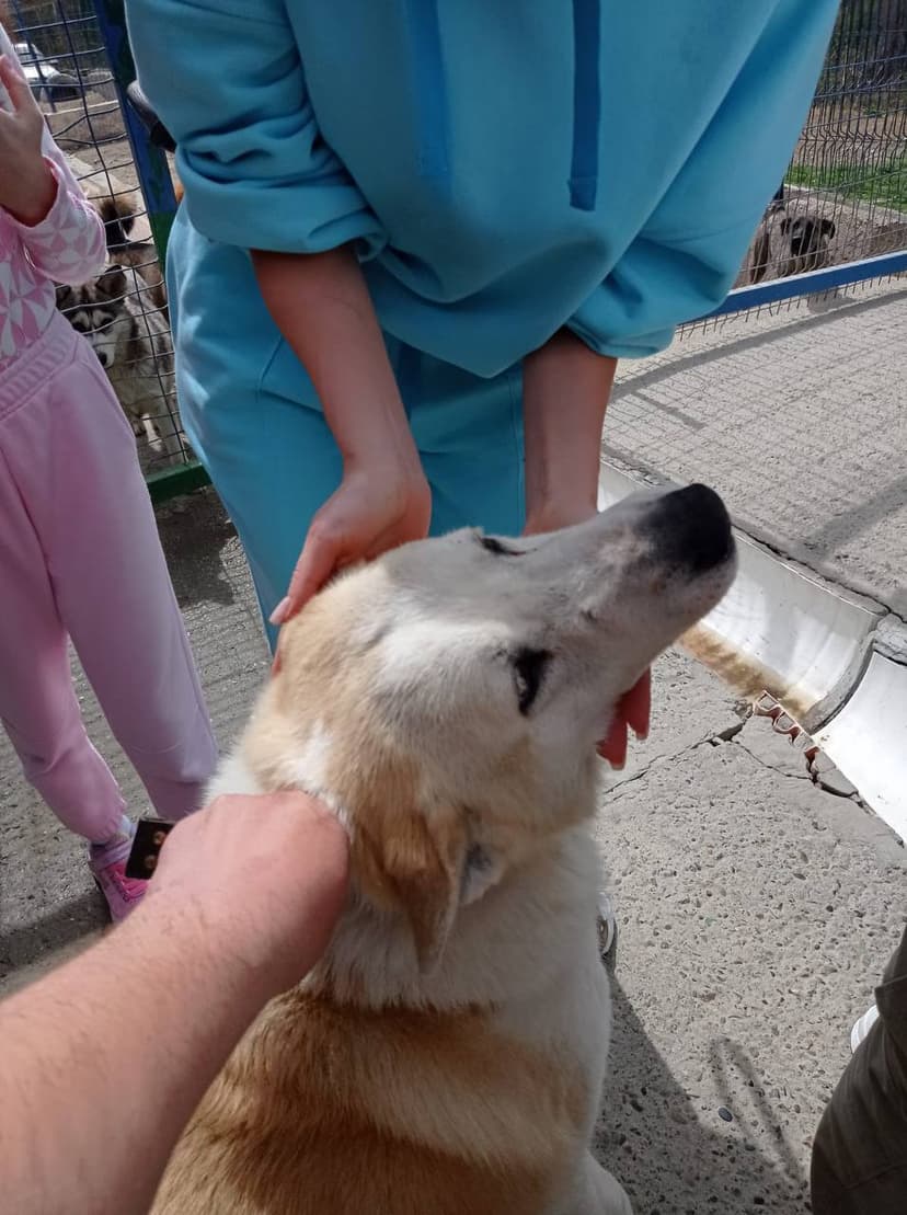 Принц