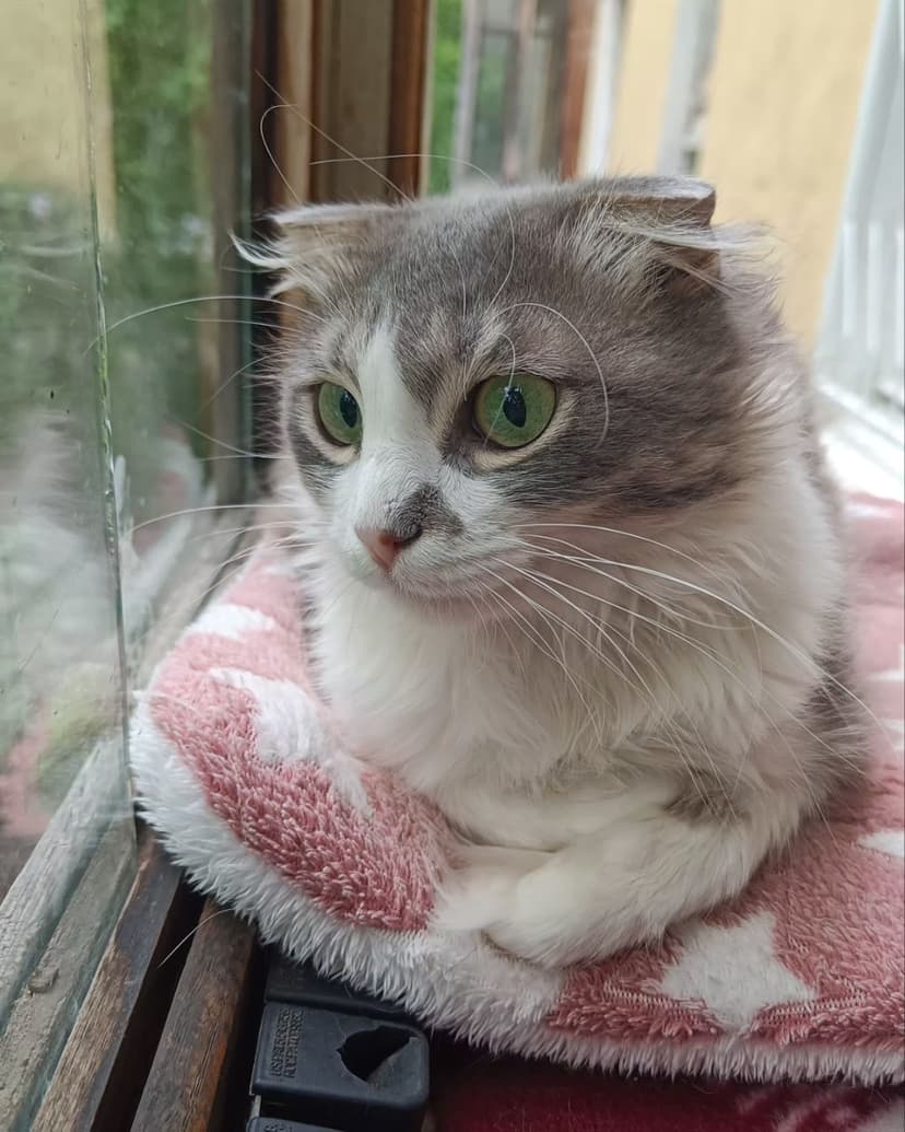 Конопулька
