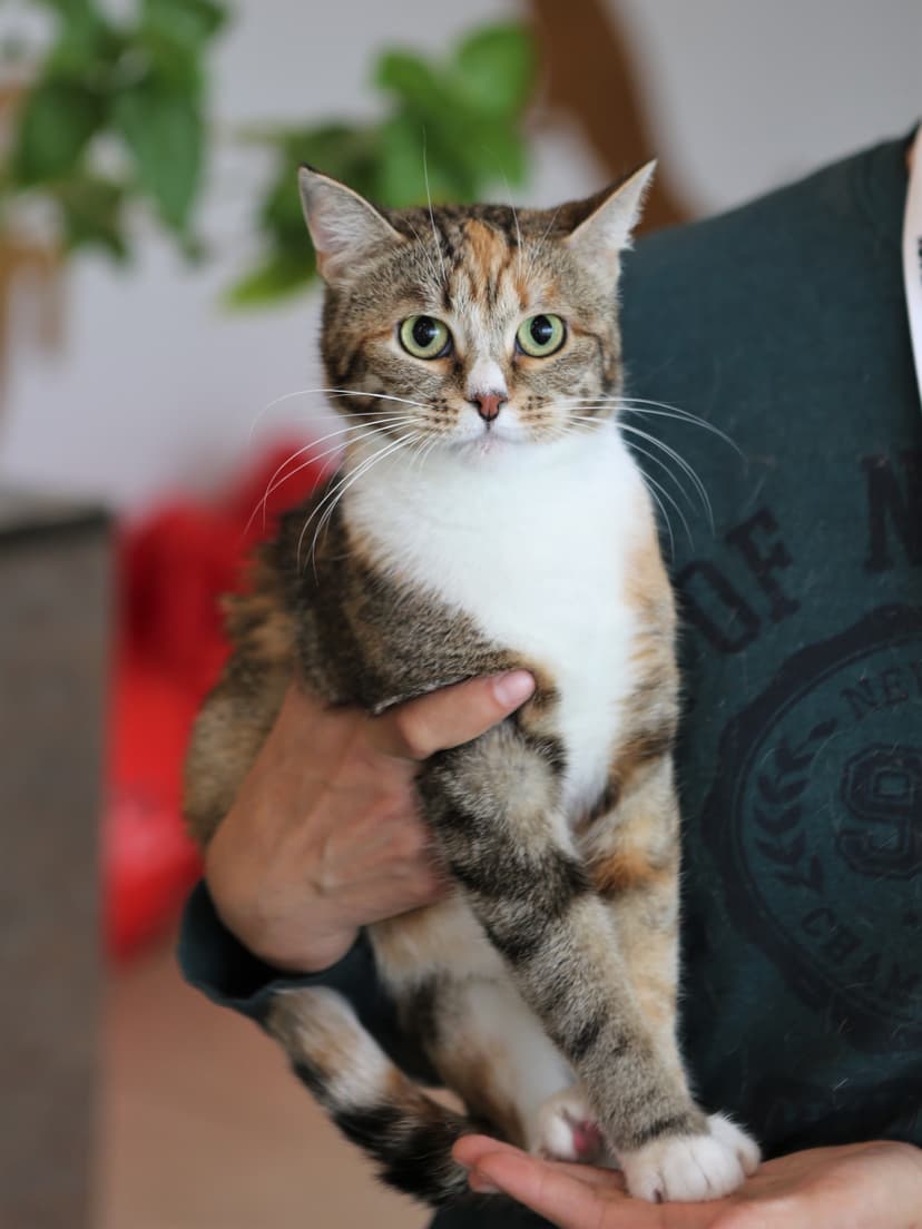 Лиза