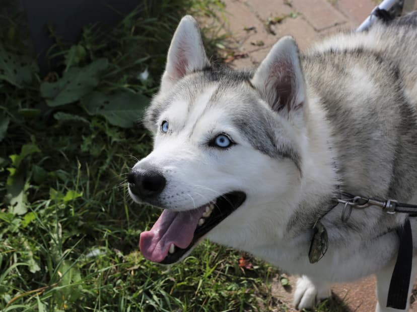 Лилу