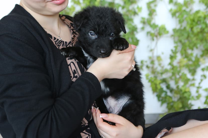 Бим