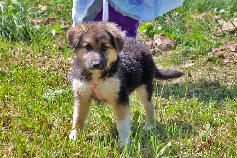 Аленка
