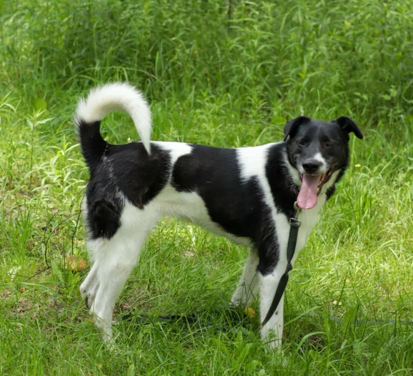 Клэр