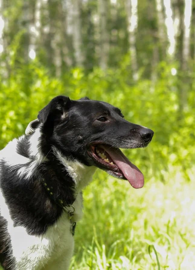 Клэр