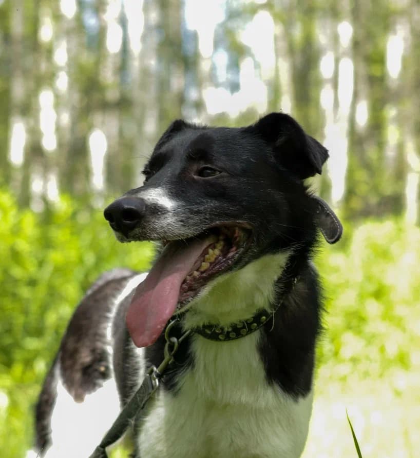 Клэр