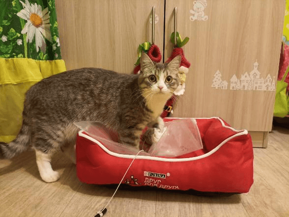 Счастливая история