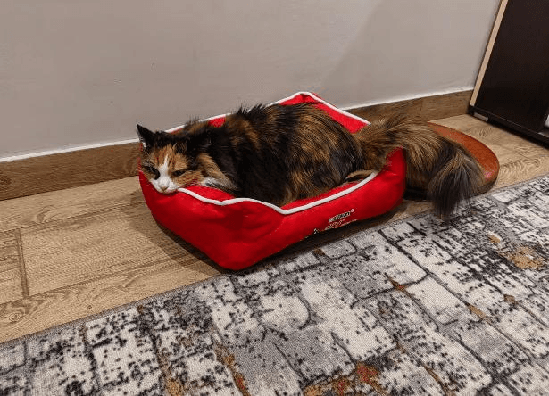 Счастливая история