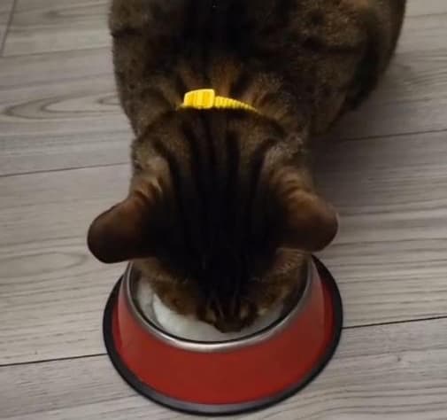 Лучшие новости – Сахара дома!