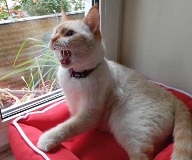 Веня нашел свой дом!