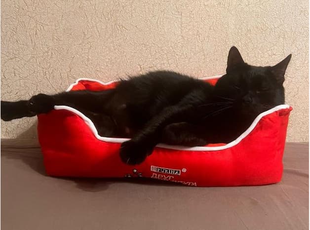 Счастливая история